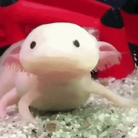 axolotl-gif-5